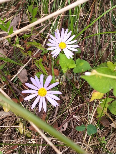 꽃,flower,들꽃,흰꽃,whiteflower,식물,자연,plants,nature,꽃,flower
