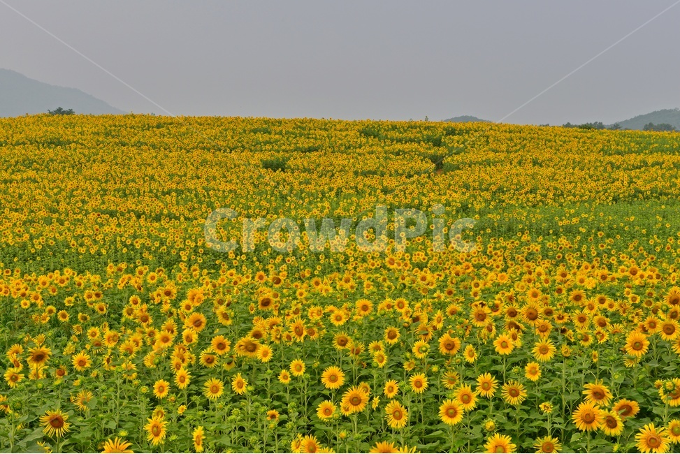 plant,식물,flower,blossom,해바라기,해바라기꽃,해바라기밭,고창,학원농장,농장,자연,경치,경관,풍경