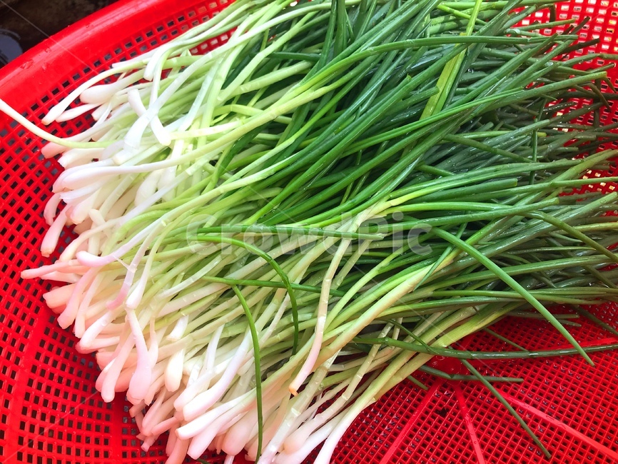 파,음식,요리,김치,식재료,전,나물,food,cook,파채,쪽파,대파,초록색,음식,식재료,요리,food,cook,meal,dishes,food reserves,채소,야채,vegetables