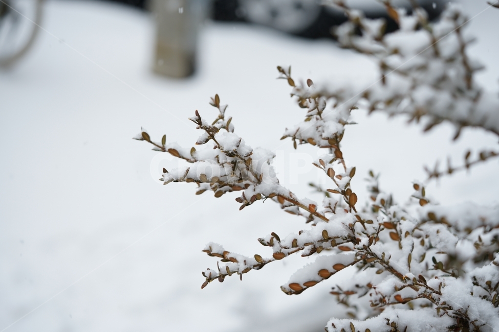 눈,설경,풍경,풍경사진,겨울,겨울이야기,윈터,winter,계절,추위,눈내리는날,감성,감성사진,겨울풍경,느낌,나무,snow,스노우,바람,한파,날씨,하얀색,화이트,흰색,겨울,계절,winter,season