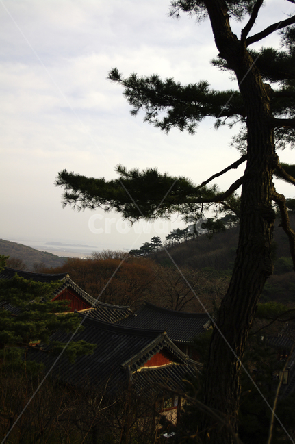 나무,소나무,하늘,적송,식물,전각,지붕,한국전통,한국문화,korean traditional,korean culture,건축물,건물외관,exterior,building,structure,architecture,construction