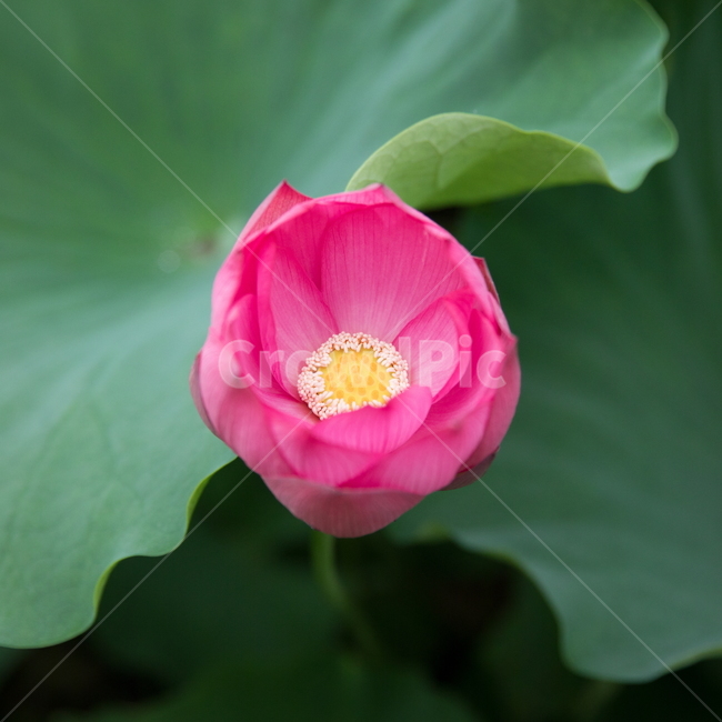 연꽃,꽃,여름꽃,식물,lotus,flower,식물,자연,plants,nature,꽃,flower