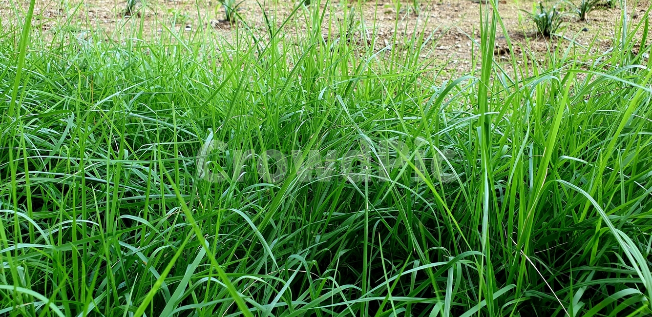plant,식물,잔디,잡초,풀,긴잔디,초록색,초록,배경,백그라운드