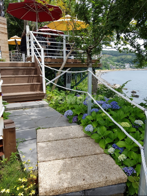 꽃,계단,길,식물,통로,난간,fall,outdoors,옥외,handrail