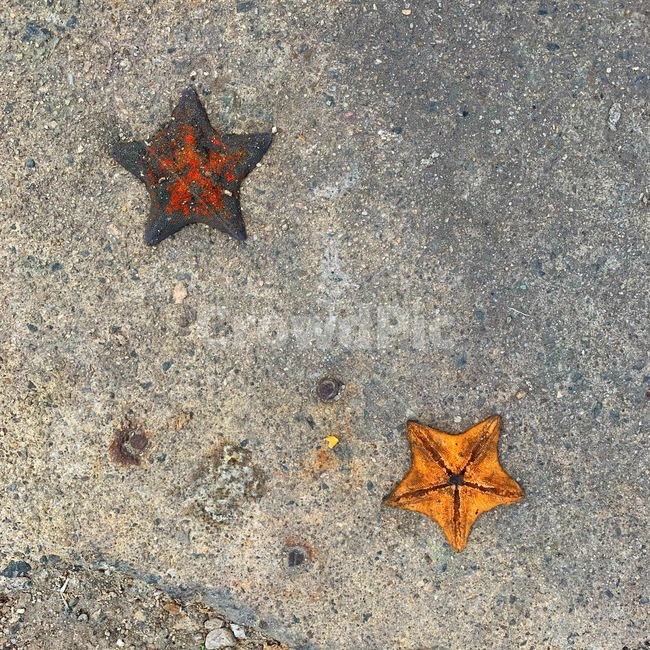 불가사리,돌,별불가사리,starfish,batseastar,자연,생물,nature,바다생물,해변,바다,beach,sea