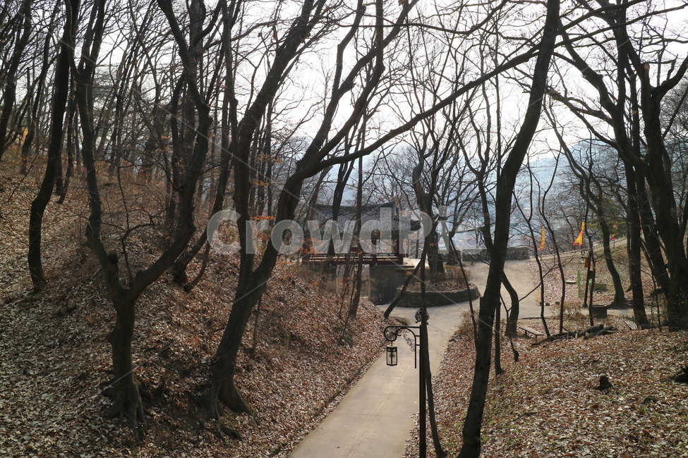 공주,공산성,나무,웅진,백제,자연,풍경,nature,landscape,한국자연풍경,한국자연경관,korea nature landscape,plant,식물,tree,ground,바닥,road,도로,tree trunk,나무 줄기