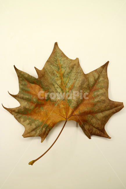 낙엽,가을,나뭇잎,잎,잎사귀,오브젝트,누끼,계절,식물,자연,낙엽잎,fallenleaves,deadleaves,가을낙엽,가을,계절,fall,autumn,season,plant,leaf,tree,나무