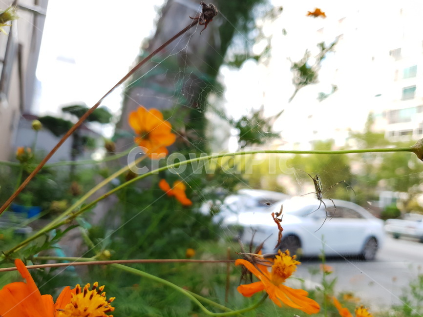 꽃,flower,가을,코스모스,황화코스모스,식물,자연,plants,nature,꽃,flower