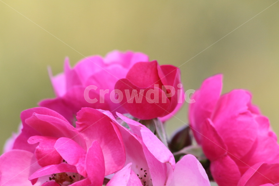 장미,꽃,식물,정원수,rose,식물,자연,plants,nature,꽃,flower
