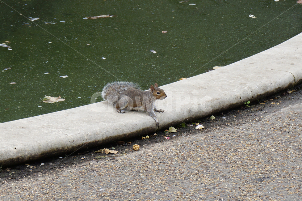 청설모,다람쥐,squirrel,동물,자연