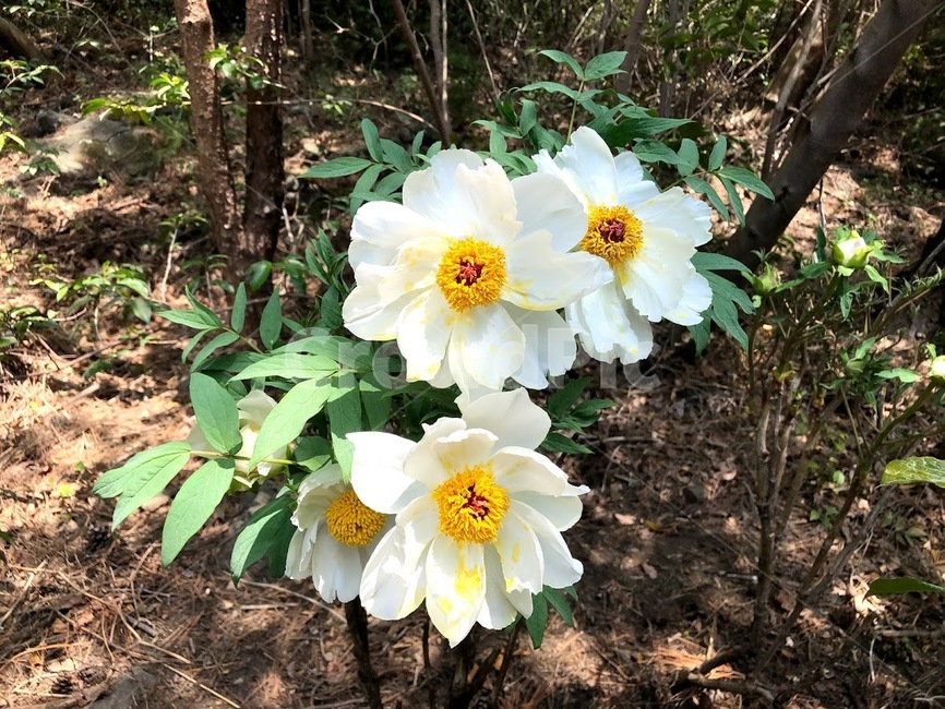 꽃,봄꽃,flower,white,초록,하얀,흰색,푸른,풀,자연