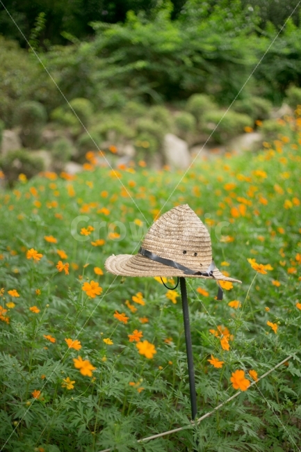 모자,식물,꽃,풀,풍경,가을,계절,fall,autumn,season,식물,자연,plants,nature,꽃,flower,사물,물건,오브젝트,thing,object,matter,hat,field,들,grassland,목초지,outdoors,옥외