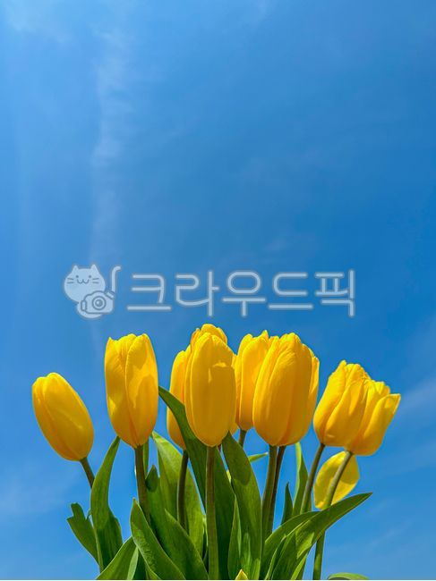 튤립,노란튤립,하늘,꽃말,flower,꽃,tulip