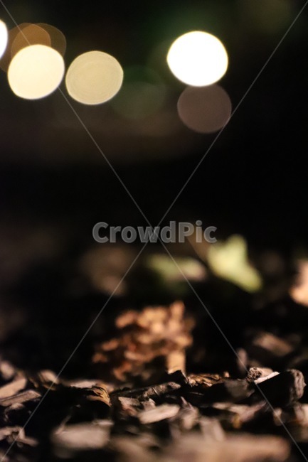 lighting,조명,낙엽,불빛,leaves,가을,계절,fall,autumn,season