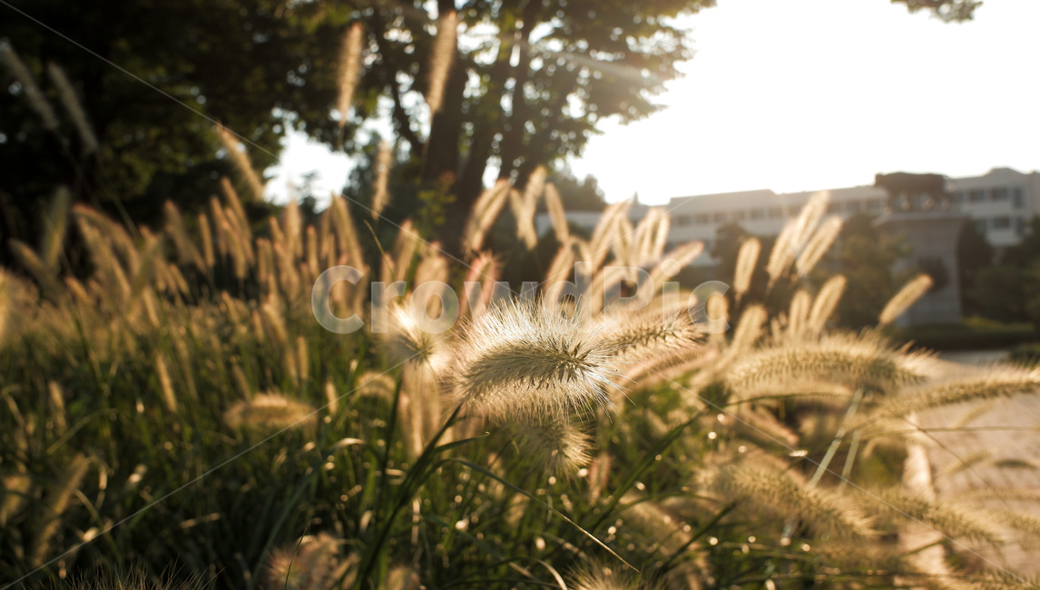 강아지풀,자연,식물,역광,햇빛,plant,bristlegrass,grass,sunlight