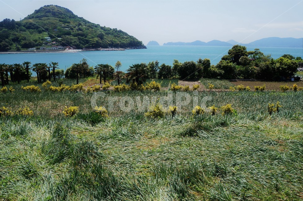 자연,산,바다,꽃,초록,들,땅,옥외,nature,ocean,green,land,outdoors