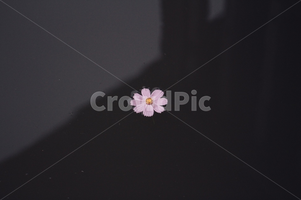 코스모스,꽃,꽃술,꽃잎,물위,식물,자연,plants,nature,꽃,flower,감성,sensible,feeling