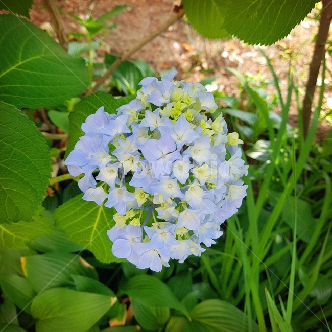 자연,힐링,수국,꽃,감성,연보라색꽃
