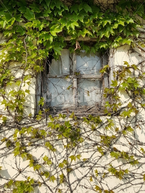 감성,넝쿨,창문,자연,배경이미지,식물,자연,plants,nature