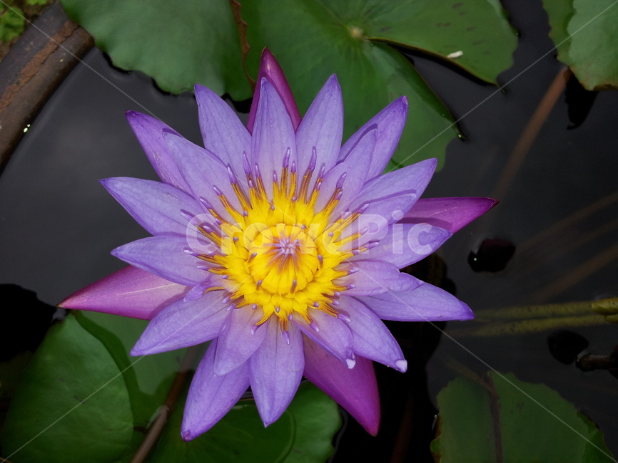 꽃,수련,연꽃,별,blossom