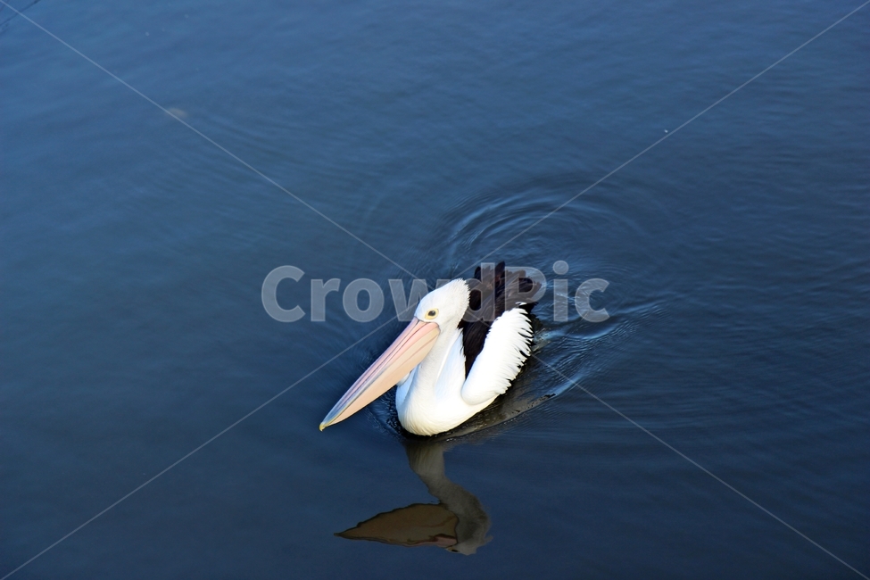 팰리칸,pelican,큰새,야생,펠리칸,동물,animal,조류,새,birds