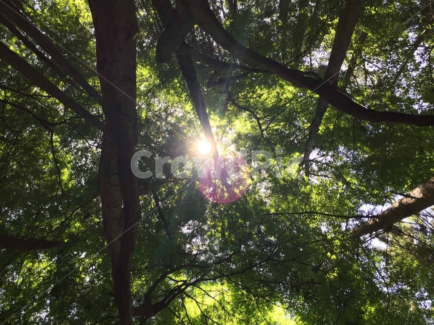 야산,숲속하늘,숲속,나무,동네뒷산