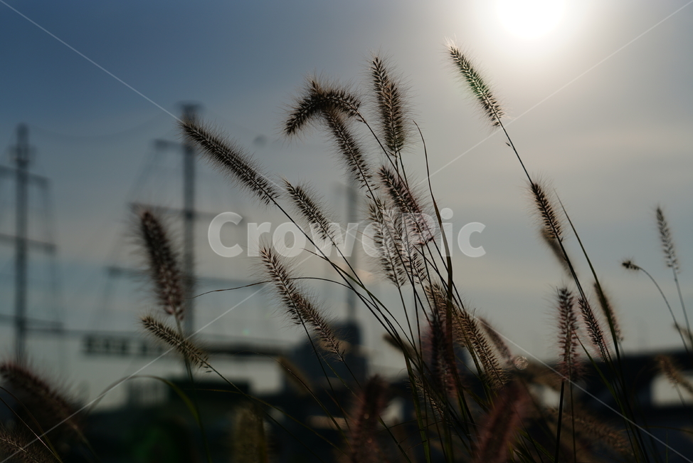 식물,강아지풀,생명,자연,생물,plant,grass,식물,자연,plants,nature