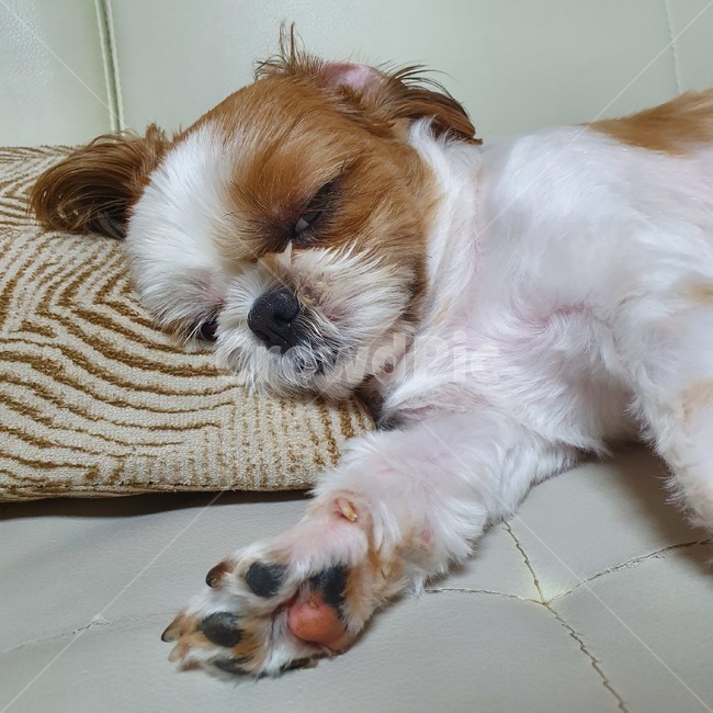 동물,pet,strap,animal,강아지,개,puppy,dog,시츄,shihtzu,졸린,sleepdog,sleeppuppy,개,강아지,dog,doggy