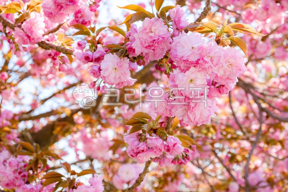 풍경, landscape, 나무, tree, 자연, 사진,이미지,일러스트,캘리그라피 - Nzang835작가