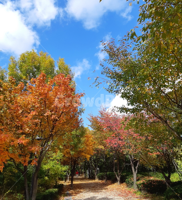 식물,tree,나무,leaf,plant,단풍,산,하늘,단풍나무,구름,가을
