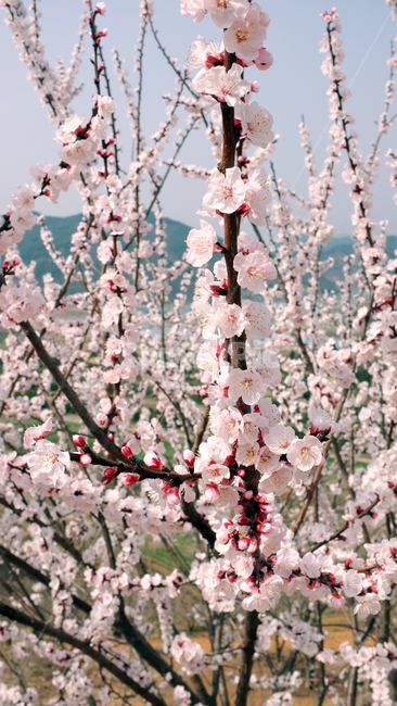 매화,꽃,blossom,plant,식물,flower,매실나무