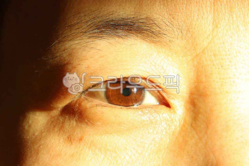 사람눈,눈,eyes,갈색눈,눈썹,속눈썹,피부,skin,눈동자,빛,햇빛,light,sun,sunny,주름,사람,인물,인간,human,person,신체일부,몸,body