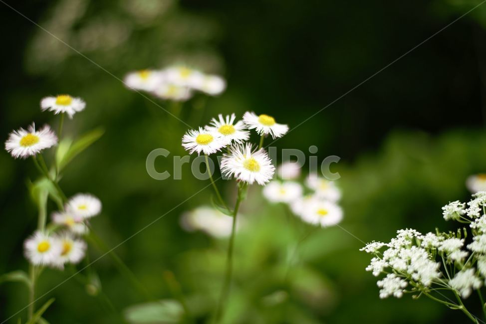 꽃,하얀꽃,식물,자연,flower,식물,자연,plants,nature,꽃,flower