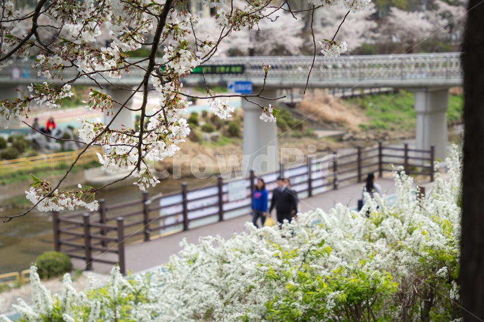 벚꽃,나들이,봄,나무,산책,회사,cherryblossom,꽃,flower,tree,break,여유,봄,계절,spring,season,식물,자연,plants,nature,꽃,flower,plant,blossom