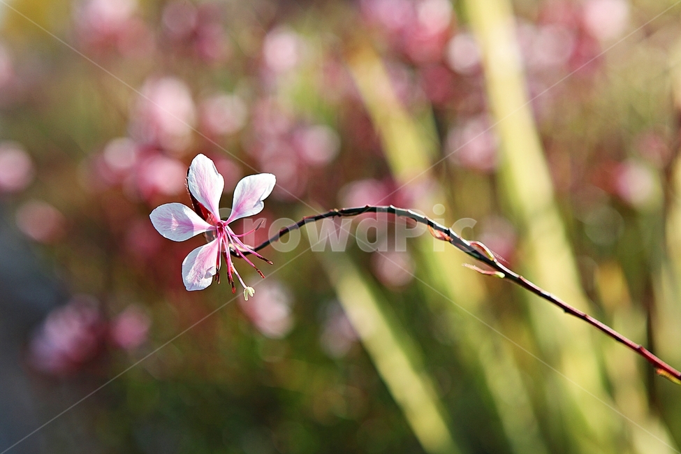 가우라,꽃,꽃잎,잎,줄기,식물,공원,자연,가을,식물,자연,plants,nature,꽃,flower