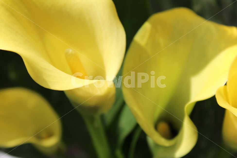꽃,자연,nature,flowers,background,식물,자연,plants,nature,꽃,flower