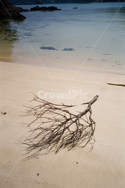 바다,해변,나무가지,모래,파도,beach,sea