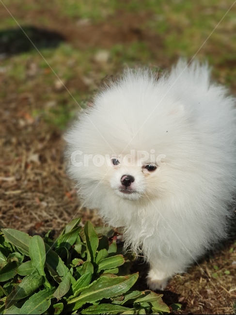 반려동물,풍경,강아지,포메라니안,동물,개,강아지,dog,doggy