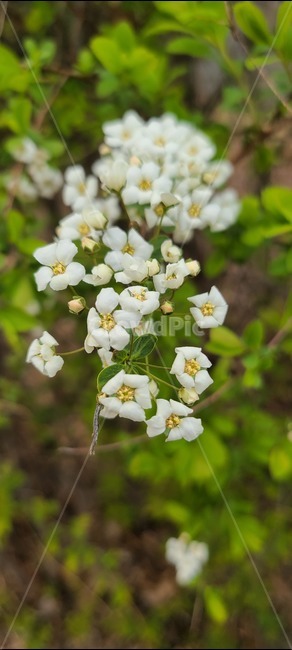 plant,식물,꽃,화이트,하얀색,white,flower