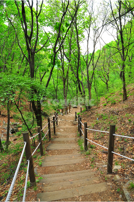 봄이미지,숲길,새잎,새순,힐링,시즌,계절,자연,식물,초록,순수,녹색,green,plant,healing,시작,스타트,연초록,싱그러운,공기,산,산책로,등산로,forest,걷고싶은길,워킹,길,로드,road,walking,봄,계절,spring,season,자연,풍경,nature,landscape,garden,정원,outdoors,옥외