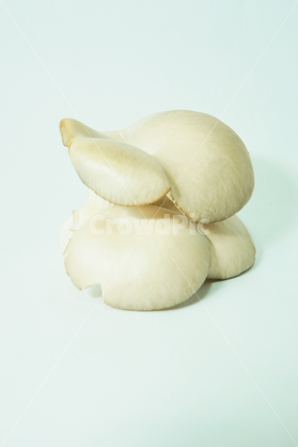 느타리,버섯,식물,식품,음식,식재료,plant,fungus,자연,nature,버섯,mushroom,음식,식재료,요리,food,cook,meal,dishes,food reserves