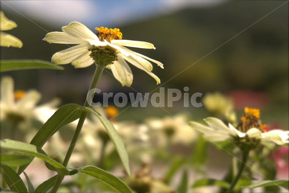 꽃,봄,계절,화분,야생화,여름,flower,식물,자연,plants,nature,꽃,flower