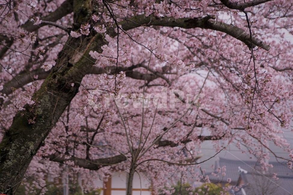 꽃,벚꽃,벚나무,나무,자연,식물,자연풍경,봄,spring,nature,trees,감성,분홍색,pink,집,고택,봄,계절,spring,season,plant,flower,cherry blossom,blossom