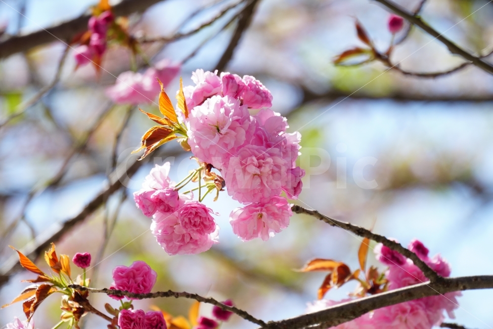 겹벚꽃,봄,꽃,플라워,나무,나뭇가지,하늘,이파리,자연,flower,nature,tree,spring,4월,식물,계절,season,감성,접사,macro,풍경,landscape,꽃사진,스냅,스넵,snap,경치,마크로,closeup,클로즈업,푸른하늘,sky,힐링,healing,식물,자연,plants,nature,봄,계절,spring,season,꽃,flower,plant