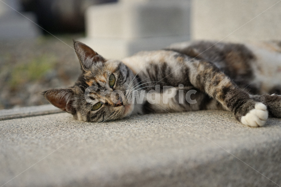 고양이,삼색고양이,길고양이,cat,동물,동물,animal,포유류,mammal,고양이,cat,kitten,kitty