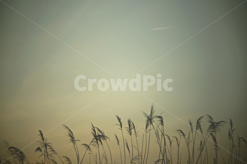 가을,갈대,노을,감성,하늘,reed,nature,autumn,자연,풍경,nature,landscape