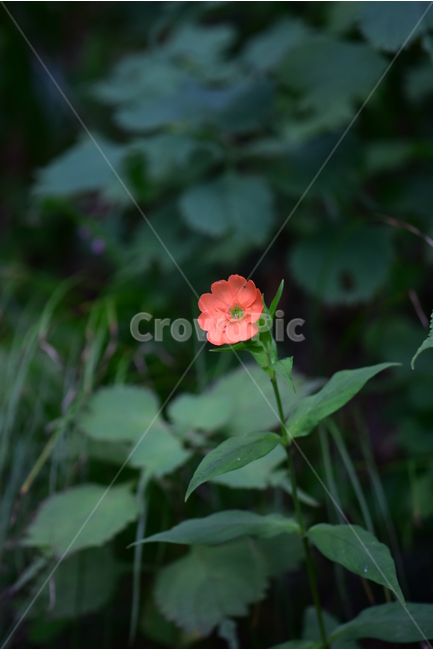 동자꽃,야생화,식물,자연,꽃,생태,힐링,플라워,wildflower,flower,plants,nature,season,감성,느낌,emotion,feeling,여름,오렌지색,여러해살이풀,석죽과,동자꽃속,식물,자연,plants,nature,꽃,flower