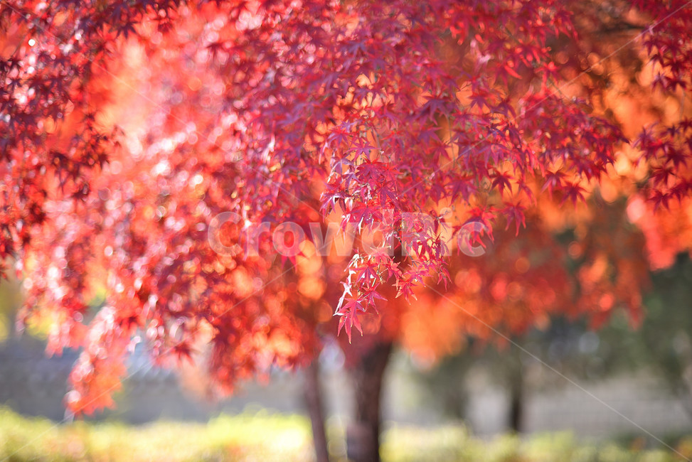단풍,단풍잎,식물,단풍나무,가을,붉은,가을,계절,fall,autumn,season