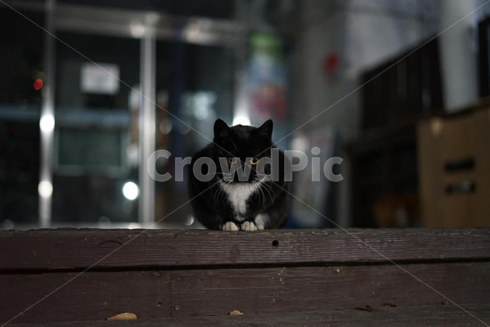 고양이,동물,포유류,길냥이,cat,animal,동물,animal,포유류,mammal,고양이,cat,kitten,kitty