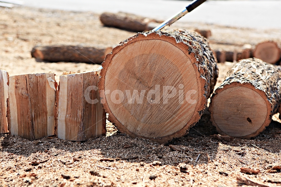 참나무,나무,장작,땔감,자연,배경,풍경,나무,trees,wood